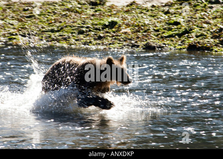 Kodiak Braunbär laufen Spritzwasser durch Fluss Lachs Ursus Arctos Middendorffi Alaska zu jagen Stockfoto