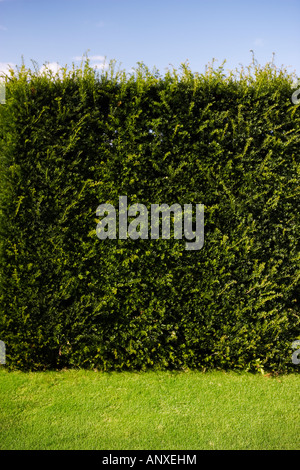 Großen verwilderten Hecke mit Grünstreifen Stockfoto