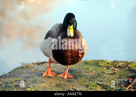 Stockente Drake, Wandern Ente Stockfoto