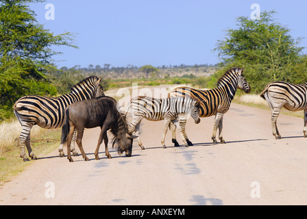 Gnus und Burchell Zebras überqueren einer Straße Stockfoto