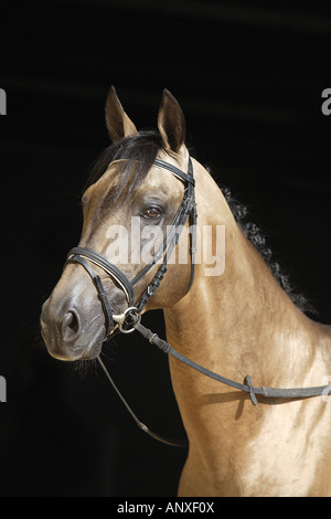 Achal-Tekkiner - Porträt Stockfoto