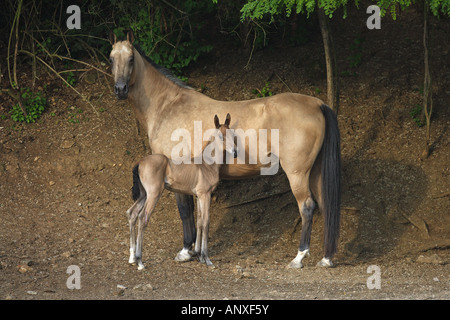 Achal-Tekkiner mit Fohlen Stockfoto