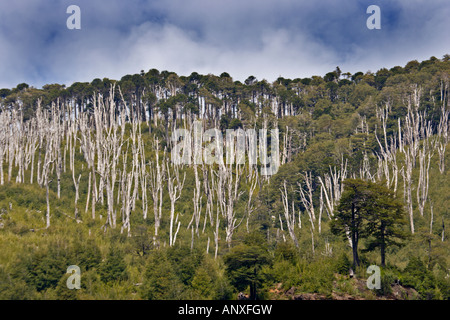 Araucaria Bäume und der Nationalpark Huerquehue, Lakes District, Chile typischen Mischwald Stockfoto