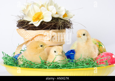 drei Küken im Osternest Stockfoto