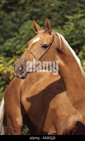 Achal-Tekkiner - Porträt Stockfoto