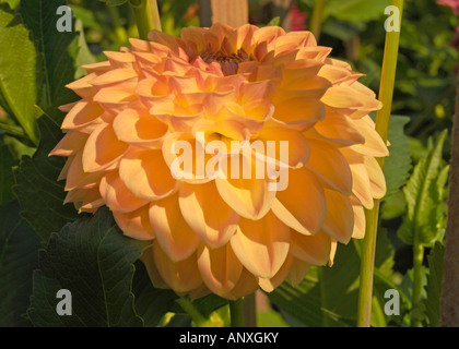 Dahlie 'Amber Festival' Stockfoto