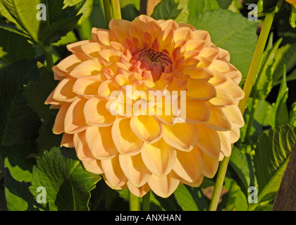 Dahlie 'Amber Festival' Stockfoto