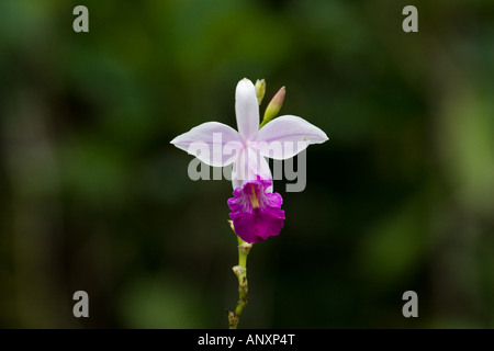 Arundina Graminifolia - Sinharaja Bambus Orchidee blüht in der Singharajah Regenwald, Sri Lanka. Stockfoto