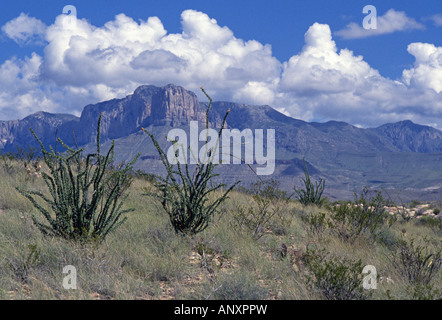Ein Blick auf Ocotillo Kaktus und El Capitan Peak in Guadalupe Mountains Nationalpark in der Chihuahua-Wüste Stockfoto