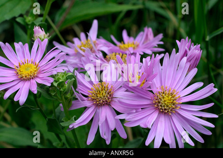 ASTER AMELLUS LADY HINDLIP Stockfoto