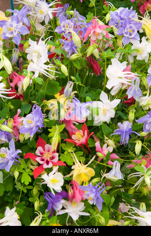 Aquilegia 'Butterfly gemischten "columbines Columbine viele Farben blühenden Schatten Garten Pflanzen Stockfoto