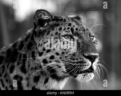 Amur-Leopard in schwarz und weiß mit farbigen Augen Stockfoto