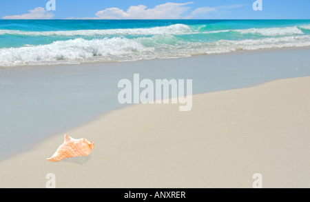 Perfekte Muschel am Strand Stockfoto