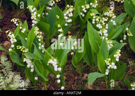 Convallariaarten Majalis-Maiglöckchen Maiglöckchen Glocke wie Blumen wachsen zeigen Laub und Werk Angewohnheit, duftenden Schatten Bodendecker Pflanzen Stockfoto