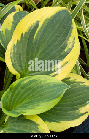 Hosta 'Herzenslust' gold-grün umrandeten gerippte Schatten mehrjährige Laub Pflanze mehrjährig Stockfoto