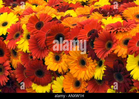 Gerbera daisies Viele Stockfoto