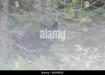 Schwarzer Wolf 22 Stockfoto