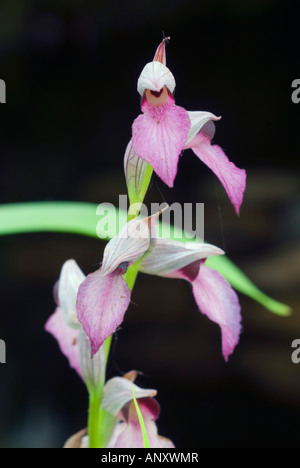 Serapias Lingua (Zunge Orchideen) in voller Blüte Nahaufnahme zeigt große rosa Lippen und mehrere Blumen Stockfoto