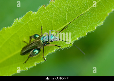 Einen dicken Beinen Blume Käfer (Oedemera Nobilis) Stockfoto