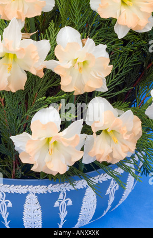 Narcissus-Narzisse "Rosado" Division 11a Rüschen peachy Daffs Blumen in Wedgewood Schüssel mit während Maiglöckchen-Motiv Stockfoto