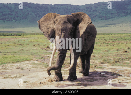 Ältere männliche Elefanten mit herrlichen Stoßzähne Ngorongoro Krater Tansania Stockfoto