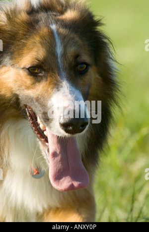 Nahaufnahme von Hunden Gesicht keuchend mit Zunge hängt heraus Stockfoto