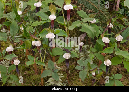 Arisaema sikokianum Schwarzen japanischen Jack-in-the-Pulpit, Jack auf der Kanzel Wildblumen wachsen. Schatten Garten Wald schwarzen Blumen Stockfoto