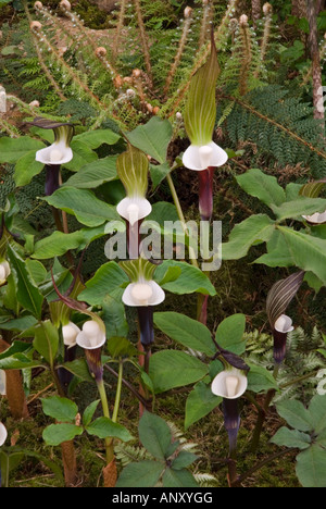 Arisaema sikokianum (schwarz japanische Jack-in-the-Pulpit, Jack auf der Kanzel) wachsen und blühen Stockfoto