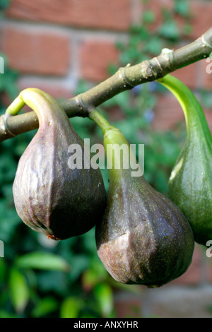 FICUS CARICA BRAUN TÜRKEI FEIGEN REIFEN AUßERHALB SÜDENGLAND ANFANG AUGUST Stockfoto