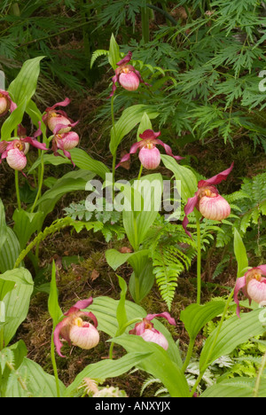 Cypripedium Gisela Hybrid Orchideen lady's Slipper Ladyslippers Cypripedium Macranthos X parviflorum, primäre Hybrid, blüht mit großen pouched Lippen Stockfoto