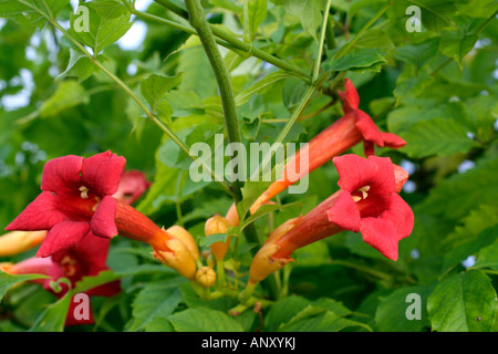 CAMPSIS X TAGLIABUANA MADAME GALEN Stockfoto