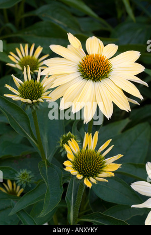 Echinacea 'Big Sky Sunrise' coneflowers Gelb neue Sorte mehrjährig blühende Pflanze Stockfoto