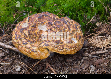 Sarcodon Imbricatus seltene und gefährdete Igel Pilzanbau - Porträt: essbare Pilze mit großen bräunlichen GAP Fruchtkörper mit Schuppen Stockfoto