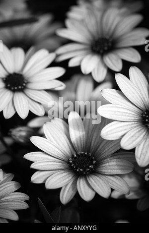 Schwarz / weiß Bild von Osteospermum "Cape Daisy" Stockfoto