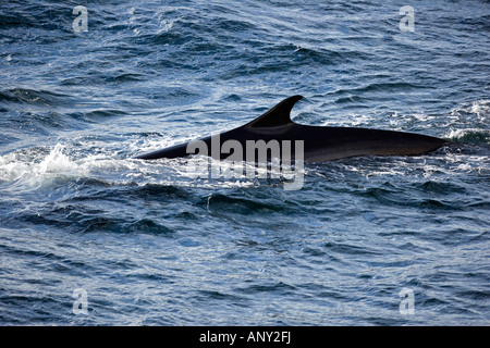 Antarktis, antarktische Halbinsel. Ein Sei Wal (Balaenoptera Borealis) Oberflächen für Luft in der Antarktis-Sound. Stockfoto