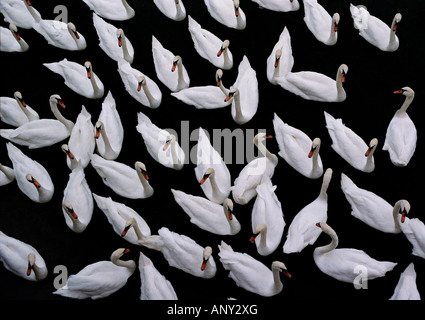 Luftaufnahme der Höckerschwäne in Littlehampton Stockfoto