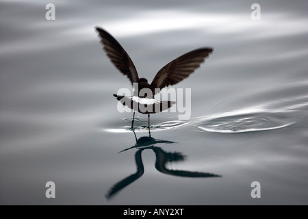 Antarktis, antarktische Halbinsel, Hope Bay. Wilsons Sturmvogel scheint über die Oberfläche des Wassers zu gehen. Stockfoto