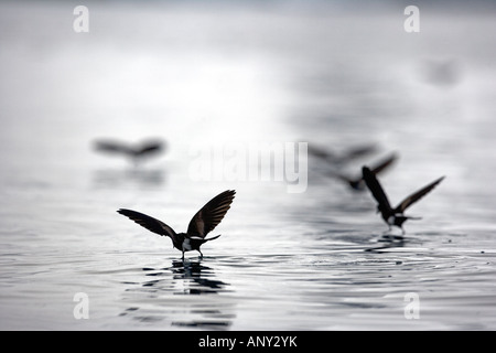 Antarktis, antarktische Halbinsel, Half Moon Bay. Wilsons Sturm-Petrels walk"on Water" im silbernen ruhigen Wasser der Bucht. Stockfoto