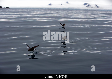 Antarktis, antarktische Halbinsel, Half Moon Bay. Wilsons Sturm-Petrels walk"on Water" im silbernen ruhigen Wasser der Bucht. Stockfoto