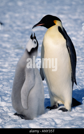 Antarktis, Weddell-Meer, Halley Bucht. Kaiser-Pinguin & Küken (Aptenodytes Forsteri). Stockfoto