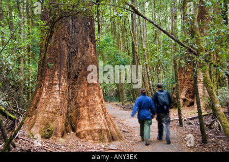 Australien, Tasmanien, Mount Felder Nationalpark. Besucher auf der hohen Bäume gehen, durch die riesigen Bäume in den Schatten gestellt. Stockfoto