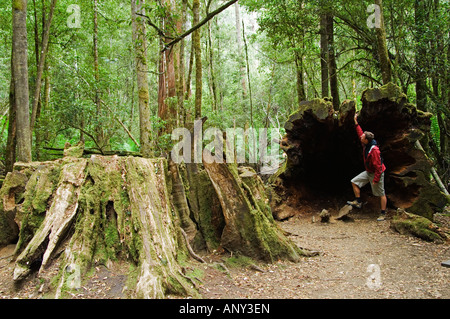 Australien, Tasmanien, Mount Felder Nationalpark. Besucher auf der hohen Bäume gehen, in den Schatten gestellt durch die riesigen gefällten Baumstamm (MR). Stockfoto