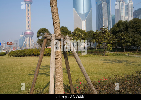 Eine bandagierte Baum im neuen Geschäft Bezirk von Pudong, Shanghai, Volksrepublik China Stockfoto