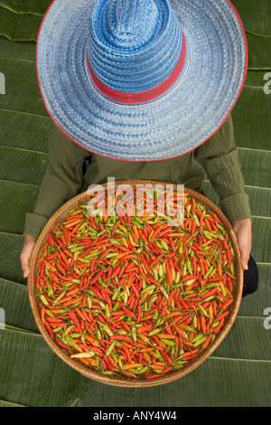 Thailand, Isan Region, Landwirt verkaufte Chilis (MR) Stockfoto