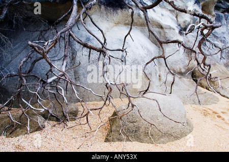 Neuseeland, Südinsel, Nelson. Ungewöhnliche Stein und Baum Wurzeln im Abel Tasman National Park. Nach dem holländischen Entdecker benannt. Stockfoto