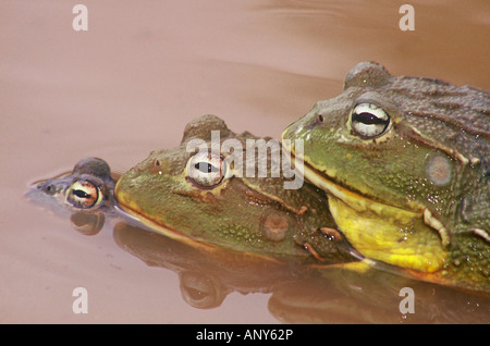 Trio der afrikanischen Ochsenfrösche Paarung in einem Teich in der Kalahari-Wüste Stockfoto