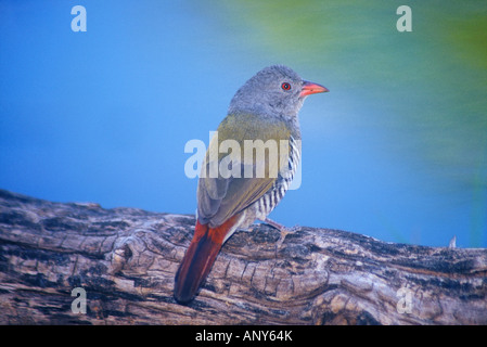 weibliche grün-winged Pytilia Melba Finch Pytilia Melba an der Wasserstelle in westlichen Kalahari in Namibia Stockfoto