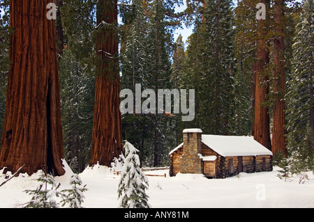 USA, California, Yosemite-Nationalpark. Ein Stein Ziegel-Museum ist von gigantischen Sequoia Bäumen im Mariposa Grove in den Schatten gestellt. Stockfoto