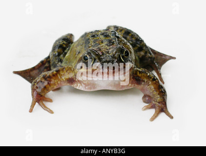 Frosch auf weißem Hintergrund Stockfoto