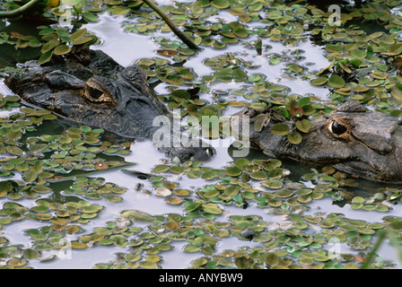 Brasilien, Mato Grosso do Sul, Pantanal. Zwei Kaiman (Caiman Crocodilus Yacare) Lilly Pads. Stockfoto